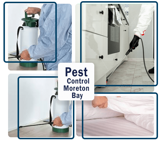 Pest Control Moreton Bay