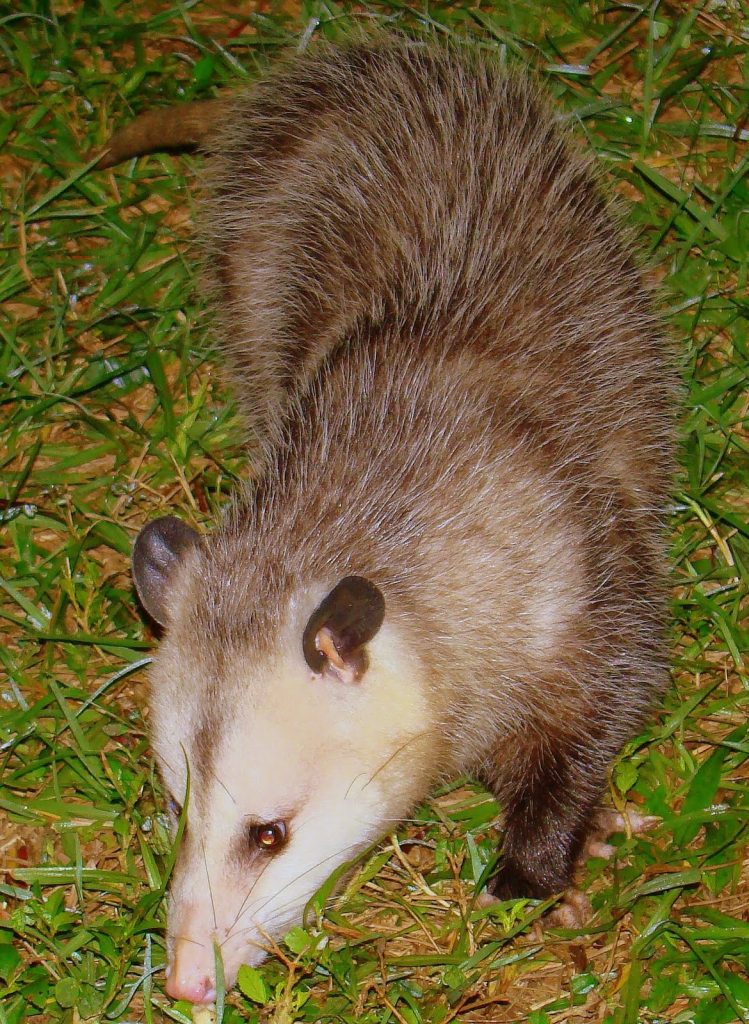 Backyard Possum Removal Moreton Bay